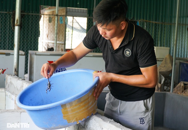 Nuôi toàn con độc lạ, chàng trai xứ Thanh thu lãi tiền tỷ mỗi năm - 5 Nuôi toàn con độc lạ, chàng trai xứ Thanh thu lãi tiền tỷ mỗi năm - 5