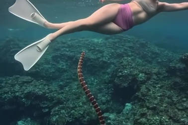 Cô gái bị rắn biển cực độc bơi đến gần khi đang lặn