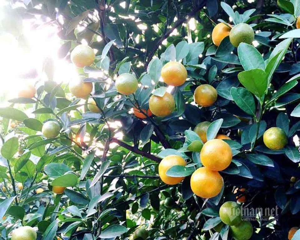 Thân cây xác khô đẻ trăm quả vàng, đại gia rút tiền mua chơi Tết sớm - 4 Thân cây xác khô đẻ trăm quả vàng, đại gia rút tiền mua chơi Tết sớm - 4