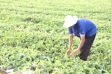 Người dân gặp khó vì dưa hấu rớt giá, khó tiêu thụ (Clip H.H)