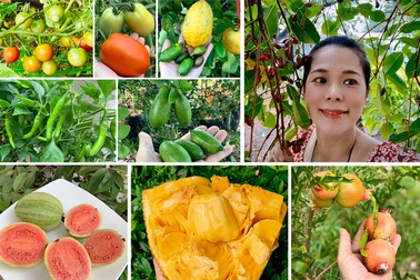 Ngất ngây với vườn cây trái trĩu quả của ca sĩ Mỹ Lệ