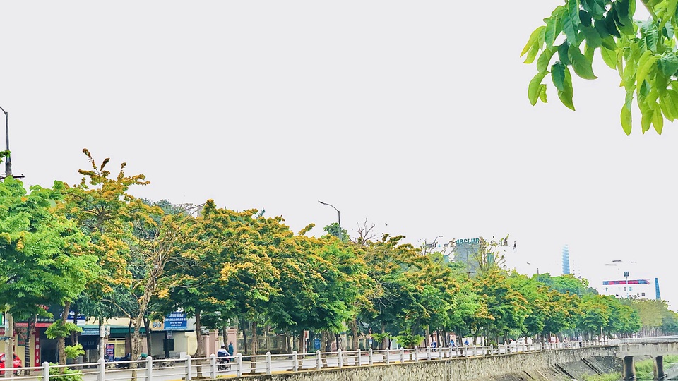 Mùa hoa Giáng Hương rực rỡ thành Vinh - 8 Mùa hoa Giáng Hương rực rỡ thành Vinh - 8