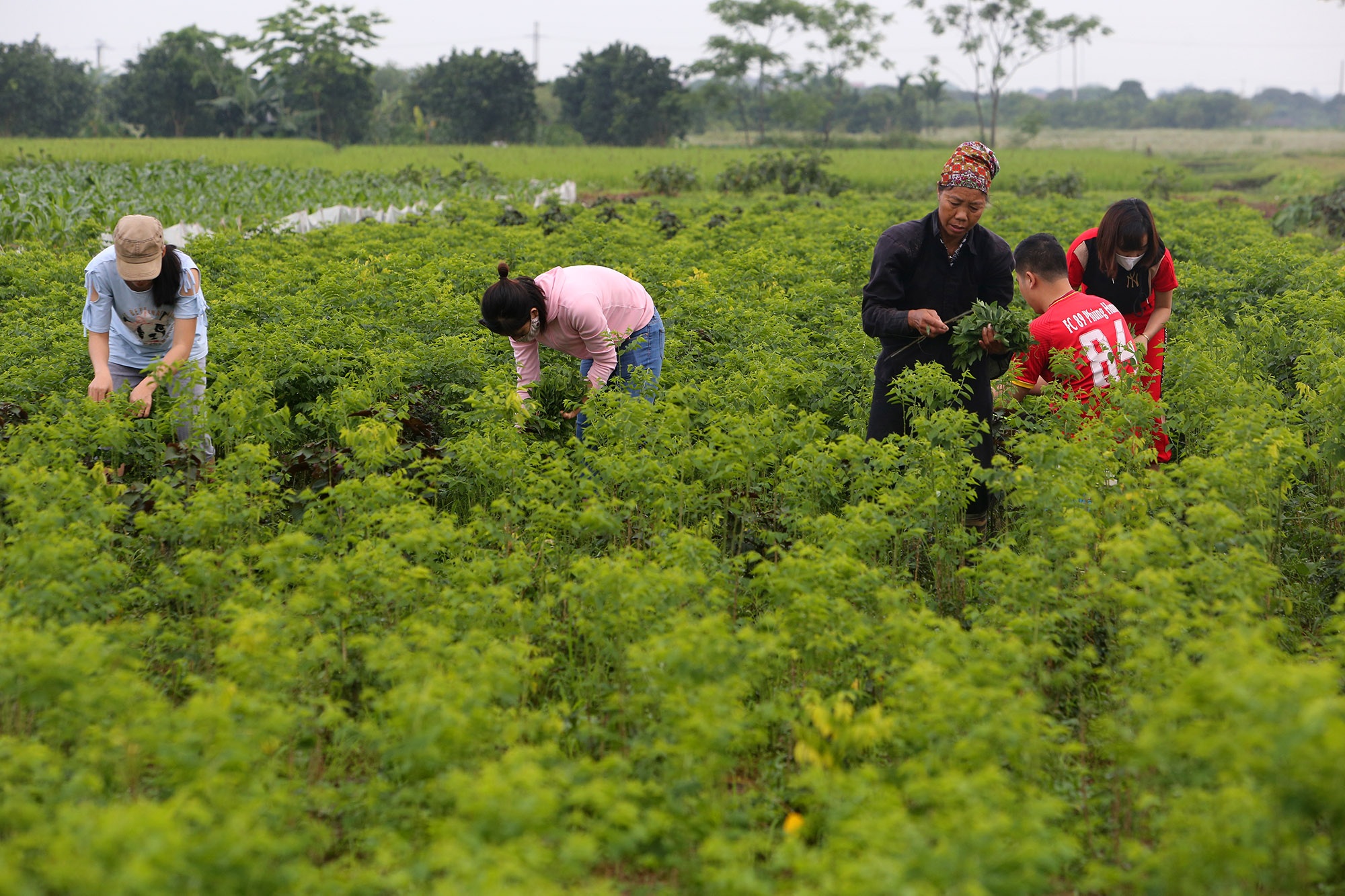 Đẹp nao lòng cảnh chiều muộn ở vùng thôn quê thanh bình giữa Hà Nội - 9