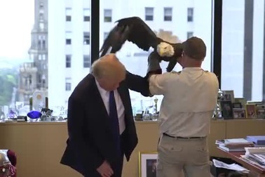 Tỷ phú Mỹ Donald Trump bị đại bàng mổ vào đầu khi chụp ảnh