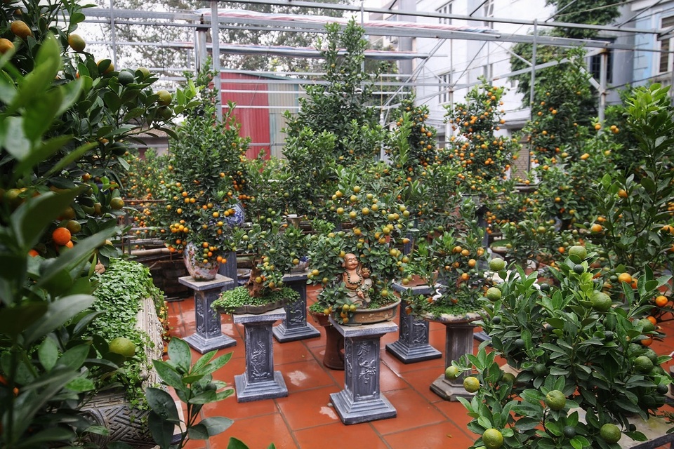 Quất ghép gỗ lũa độc lạ, đại gia phải đặt trước hàng tháng - 6 Quất ghép gỗ lũa độc lạ, đại gia phải đặt trước hàng tháng - 6