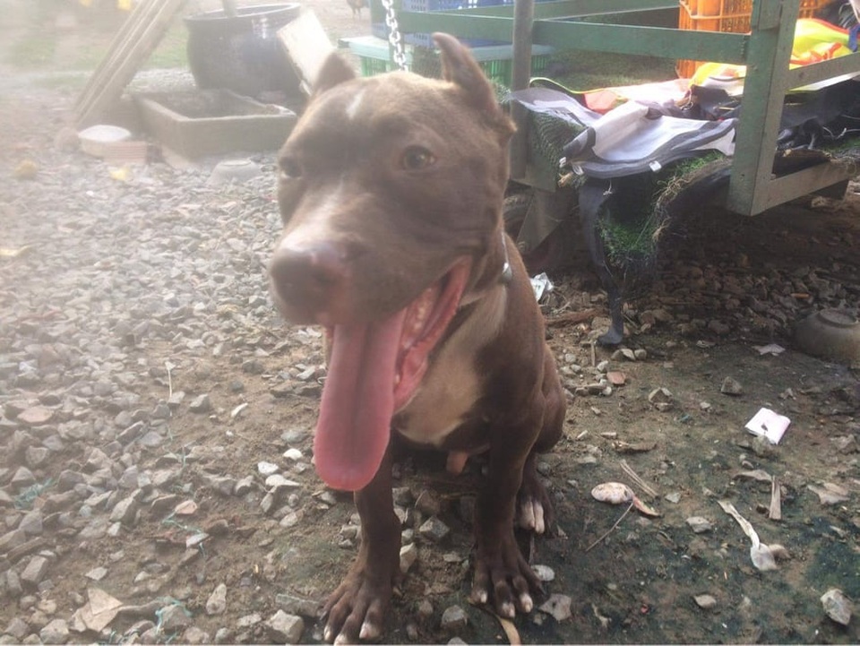 Vụ chó Pitbull cắn chết người: Chưa xác định được danh tính nạn nhân - 3 Vụ chó Pitbull cắn chết người: Chưa xác định được danh tính nạn nhân - 3