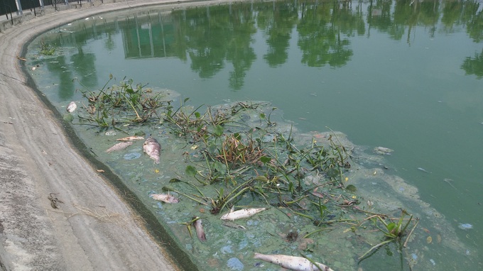 Hà Nội: Kinh hãi mùi hôi của cá chết nổi trên hồ giữa đô thị - Ảnh 7. Hà Nội: Kinh hãi mùi hôi của cá chết nổi trên hồ giữa đô thị - Ảnh 7.