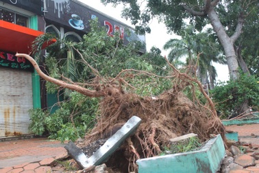 Bão số 4: TP Quy Nhơn mất điện cục bộ, cây xanh đổ la liệt