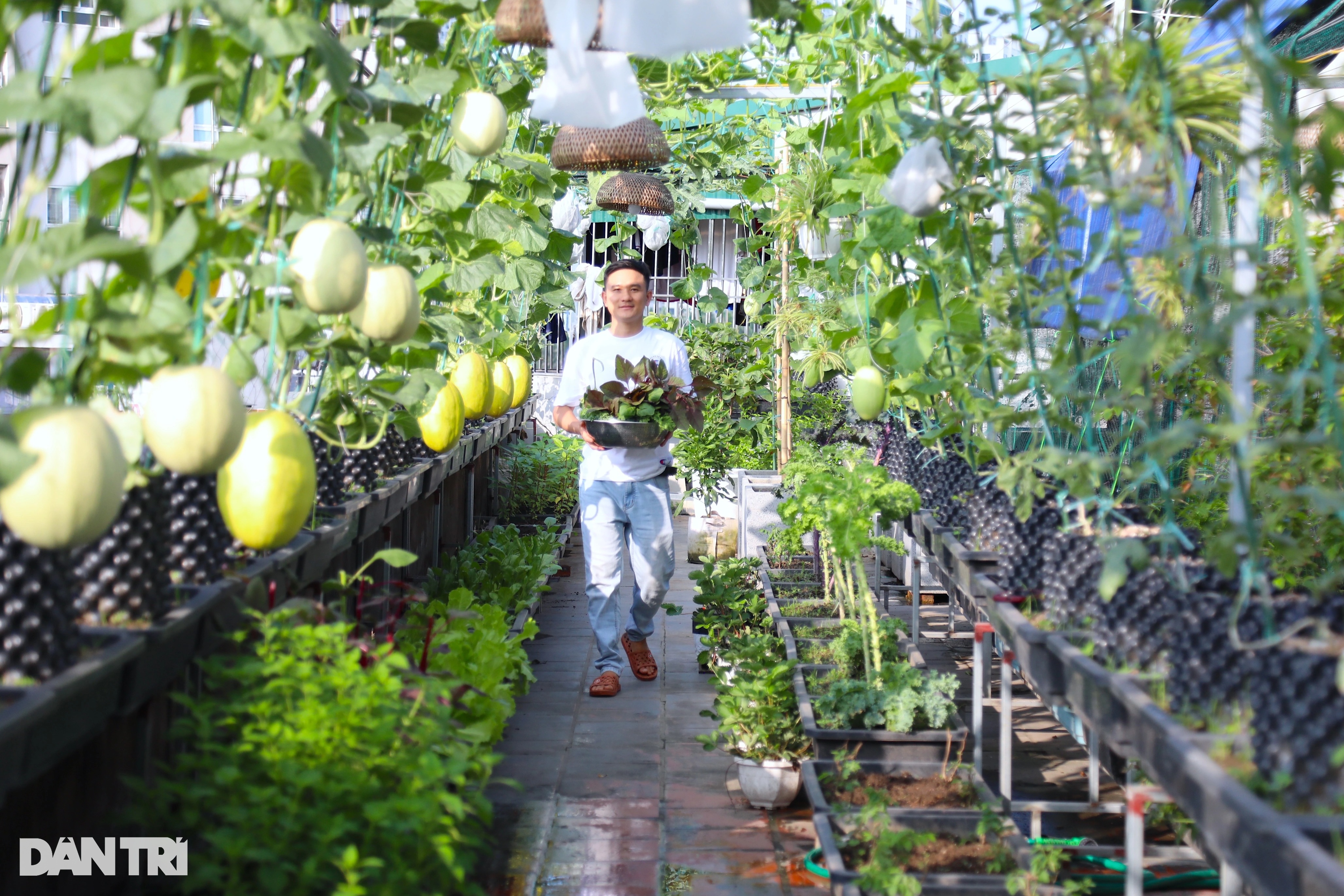 Ông bố ở Hà Nội trồng dưa lưới, nuôi cá sân thượng, kiếm chục triệu/tháng - 1 Ông bố ở Hà Nội trồng dưa lưới, nuôi cá sân thượng, kiếm chục triệu/tháng - 1