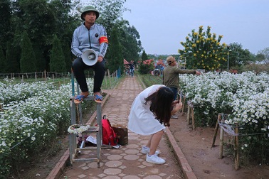 Vườn cúc họa mi &apos;thất thủ&apos; vì quý cô Hà thành làm điều này