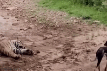 Hổ nằm giả chết như thật khiến chú chó mắc bẫy