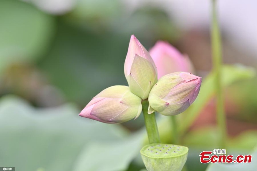 Sửng sốt bông hoa sen sinh ba cực hiếm trên thế giới - 1 Sửng sốt bông hoa sen sinh ba cực hiếm trên thế giới - 1