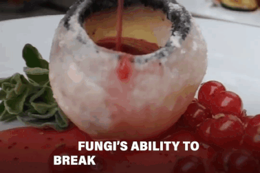 Khó tin công nghệ biến rác nhựa thành… nấm ăn!