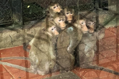 Sự thật lời khẩn cầu vườn thú Hà Nội, "đàn thú co ro ôm nhau trong giá rét"