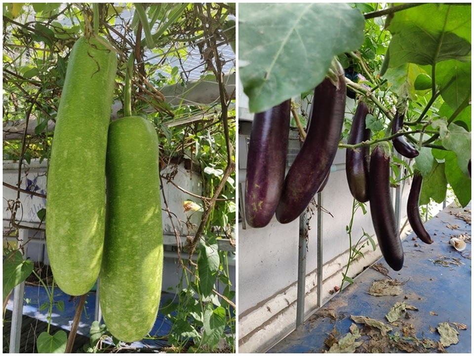 Ông chủ doanh nghiệp Đồng Nai chi 70 triệu trồng rau, nuôi cá trên sân thượng - 4 Ông chủ doanh nghiệp Đồng Nai chi 70 triệu trồng rau, nuôi cá trên sân thượng - 4