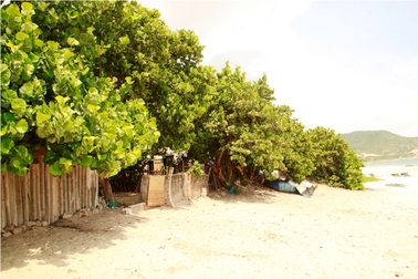 Điều ít người biết về "bức tường" chắn bão cho làng chài