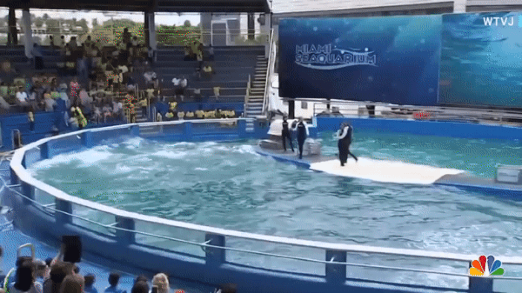 Bi kịch của chú cá voi sát thủ già nhất thế giới, 50 năm bị giam cầm - 1