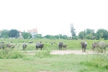 Những nghề kiếm tiền tỉ khó tin ở Hà Nội, Sài Gòn