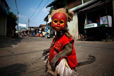 Ngành kinh doanh xiếc khỉ mặt nạ rợn người ở Indonesia