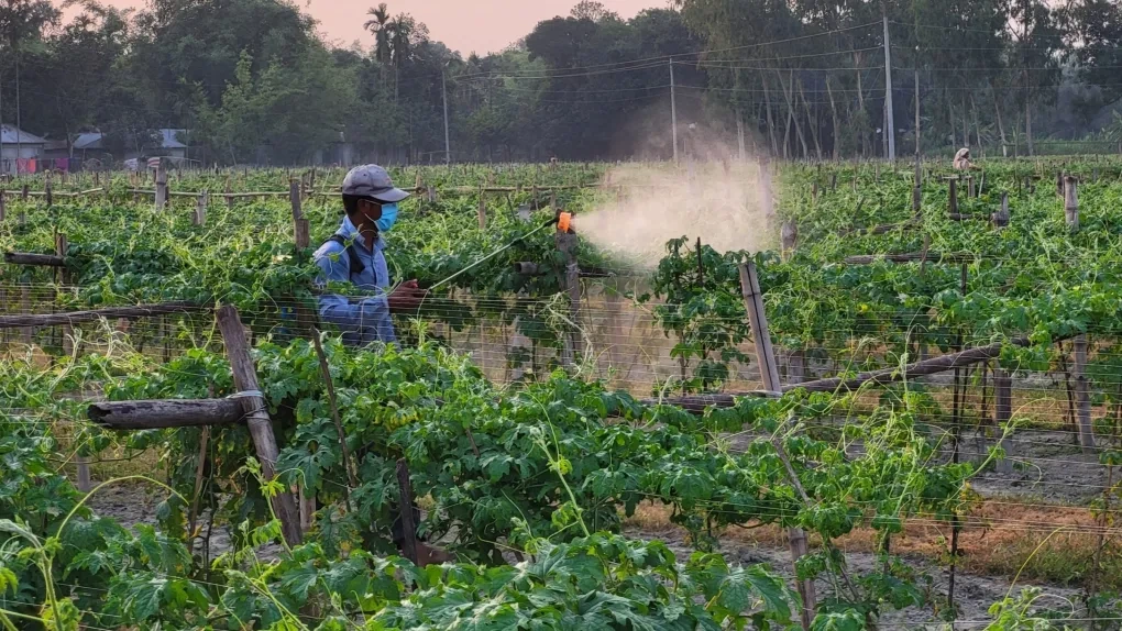 ប្រផ្នូលនៃ Điềm báo “ngày tận thế của côn trùng” không còn xa - 1
