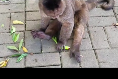 Khỉ suýt bị bỏng vì đùa nghịch với bật lửa