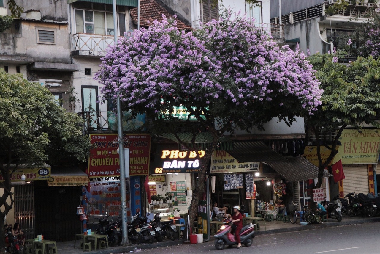 Hoa bằng lăng tím nồng nàn từng góc phố - 8