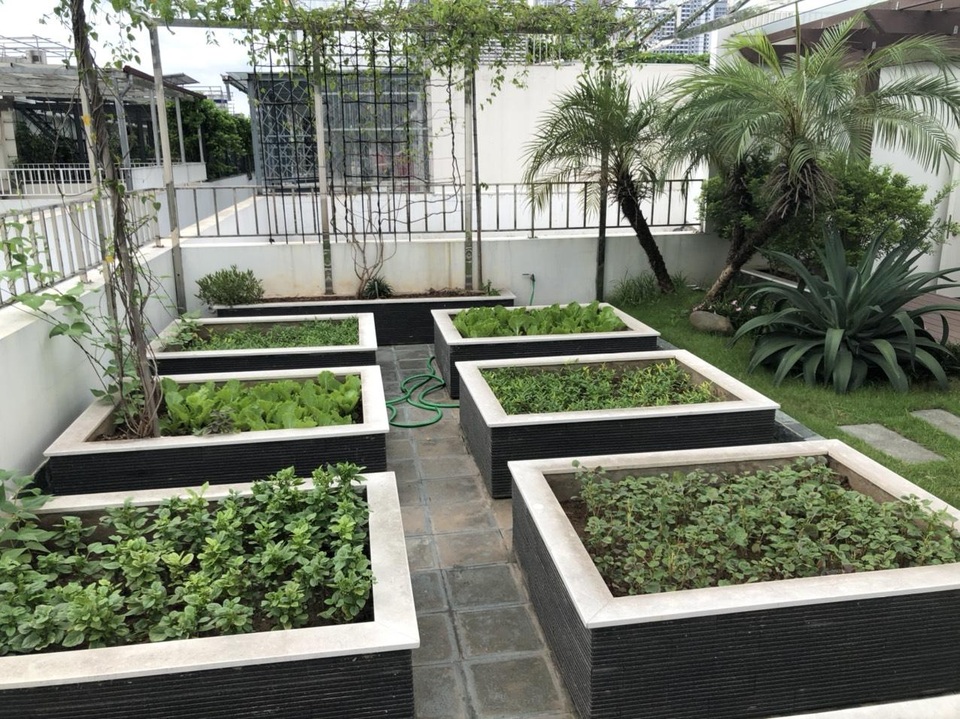 Chồng kỹ sư biến sân thượng thành vườn rau, trái sum suê tặng vợ - 5