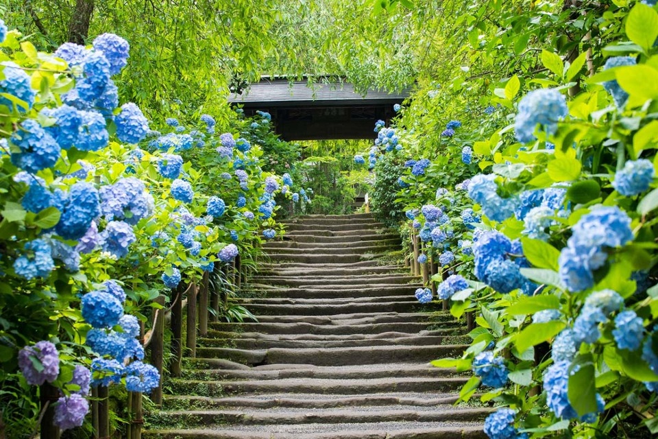 Những vườn hoa cẩm tú cầu đẹp như tranh vẽ gần Thủ đô Tokyo - 4 Những vườn hoa cẩm tú cầu đẹp như tranh vẽ gần Thủ đô Tokyo - 4