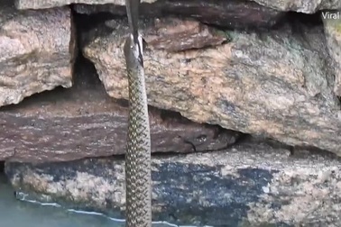 Cá trê lơ lửng trên không trong cuộc chiến giành bữa ăn của hai con rắn