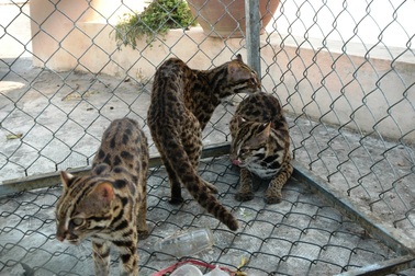 Thả nhiều động vật quý hiếm về Vườn quốc gia Tràm Chim