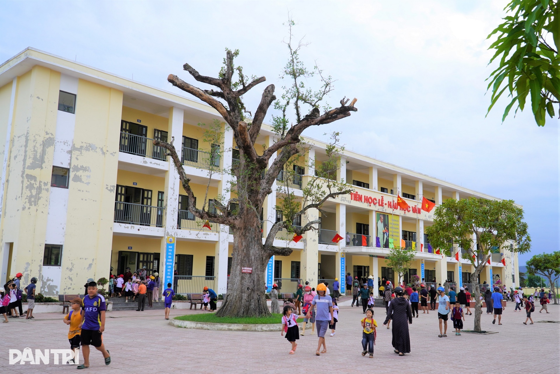 4 cây Kơ nia cổ thụ bí ẩn trong ngôi trường ở Hà Tĩnh - 9 4 cây Kơ nia cổ thụ bí ẩn trong ngôi trường ở Hà Tĩnh - 9