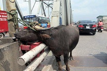 Trâu húc chết người giữa lòng thị xã