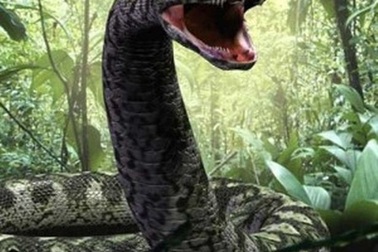 Những điều chưa biết về mãng xà khổng lồ nặng 1,5 tấn, to lớn nhất Trái đất