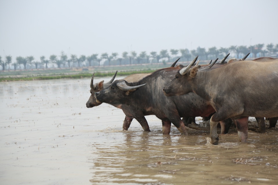 Thợ chăn trâu thịt, 365 ngày/năm đều ở ngoài đồng... - 8 Thợ chăn trâu thịt, 365 ngày/năm đều ở ngoài đồng... - 8