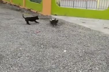 Chú chó có khả năng giữ bóng như cầu thủ chuyên nghiệp