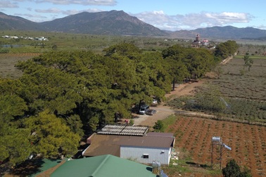 Rừng thông trăm tuổi đẹp lãng mạn "hút khách" check-in ở Gia Lai