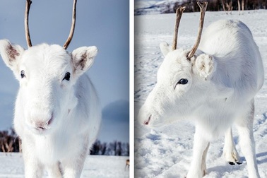 Tuần lộc trắng hiếm gặp