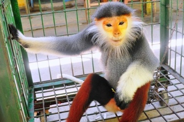 Bàn giao Voọc chà vá chân nâu quý hiếm cho Trung tâm cứu hộ thú linh trưởng