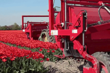 Cỗ máy làm việc siêu nhanh, thu hoạch hoa chỉ trong chốc lát