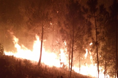 Huy động hàng trăm người dập đám cháy rừng thông trong đêm