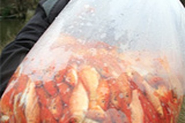 Lên Thủy Trầm, tầm chép đỏ