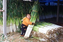 Khám phá nơi trồng giống hành lá "khủng" nhất thế giới