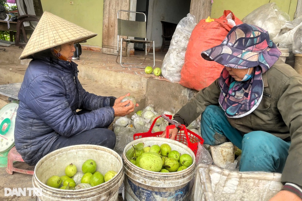 Lão nông bền bỉ khởi nghiệp, làm giàu từ giống ổi ngoại - 3