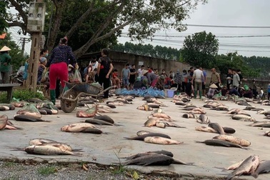 Phiên chợ lạ toàn cá, dân xếp hàng chia phần chẳng cần cân ở Bắc Giang