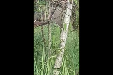 Cận cảnh voi rừng di chuyển ở vùng biên giới tại Gia Lai