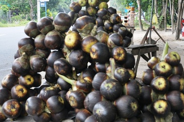 Đến An Giang thưởng thức thốt nốt một lần là nhớ mãi