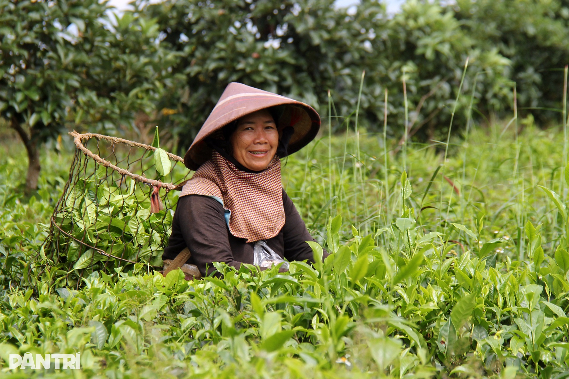Ngắm mùa hoa muồng nhuộm vàng đồi chè ở Gia Lai - 11 Ngắm mùa hoa muồng nhuộm vàng đồi chè ở Gia Lai - 11