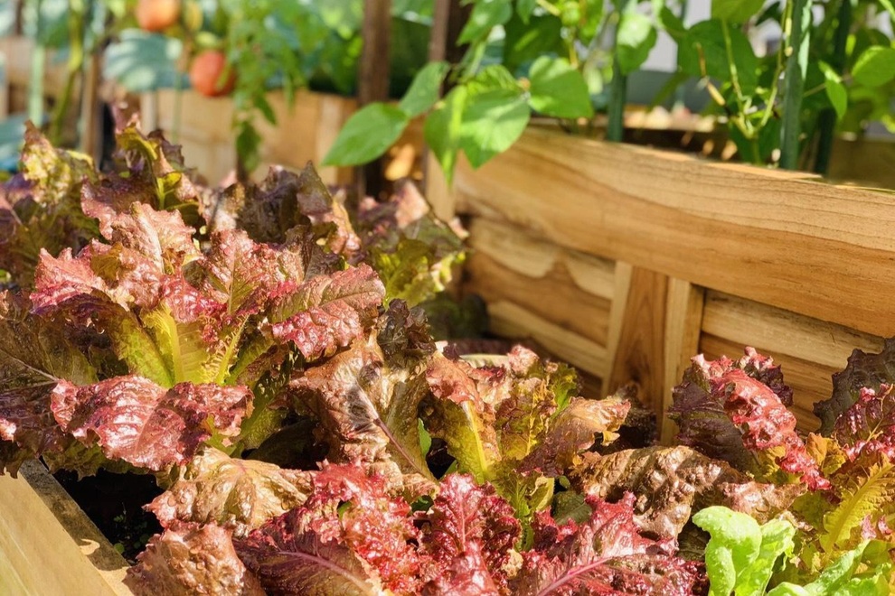 Mẹ đảm Sơn La chia sẻ bí quyết làm vườn sân thượng bội thu, đẹp như tranh - 6 Mẹ đảm Sơn La chia sẻ bí quyết làm vườn sân thượng bội thu, đẹp như tranh - 6