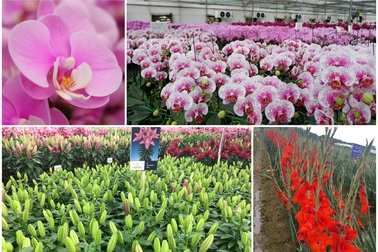 Hành trình hơn một thập kỷ với khát vọng đưa hoa Việt Nam vươn tầm thế giới của các nhà khoa học