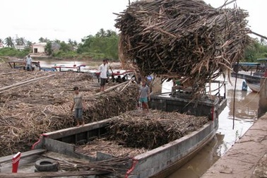 Kiến nghị đóng cửa 2 nhà máy đường khiến nông dân trồng mía hoang mang